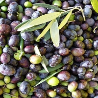 Olive Groves of Island Brac with Maestral Travel Agency